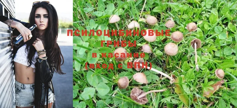 где продают наркотики  Заозёрск  hydra онион  Псилоцибиновые грибы Cubensis 